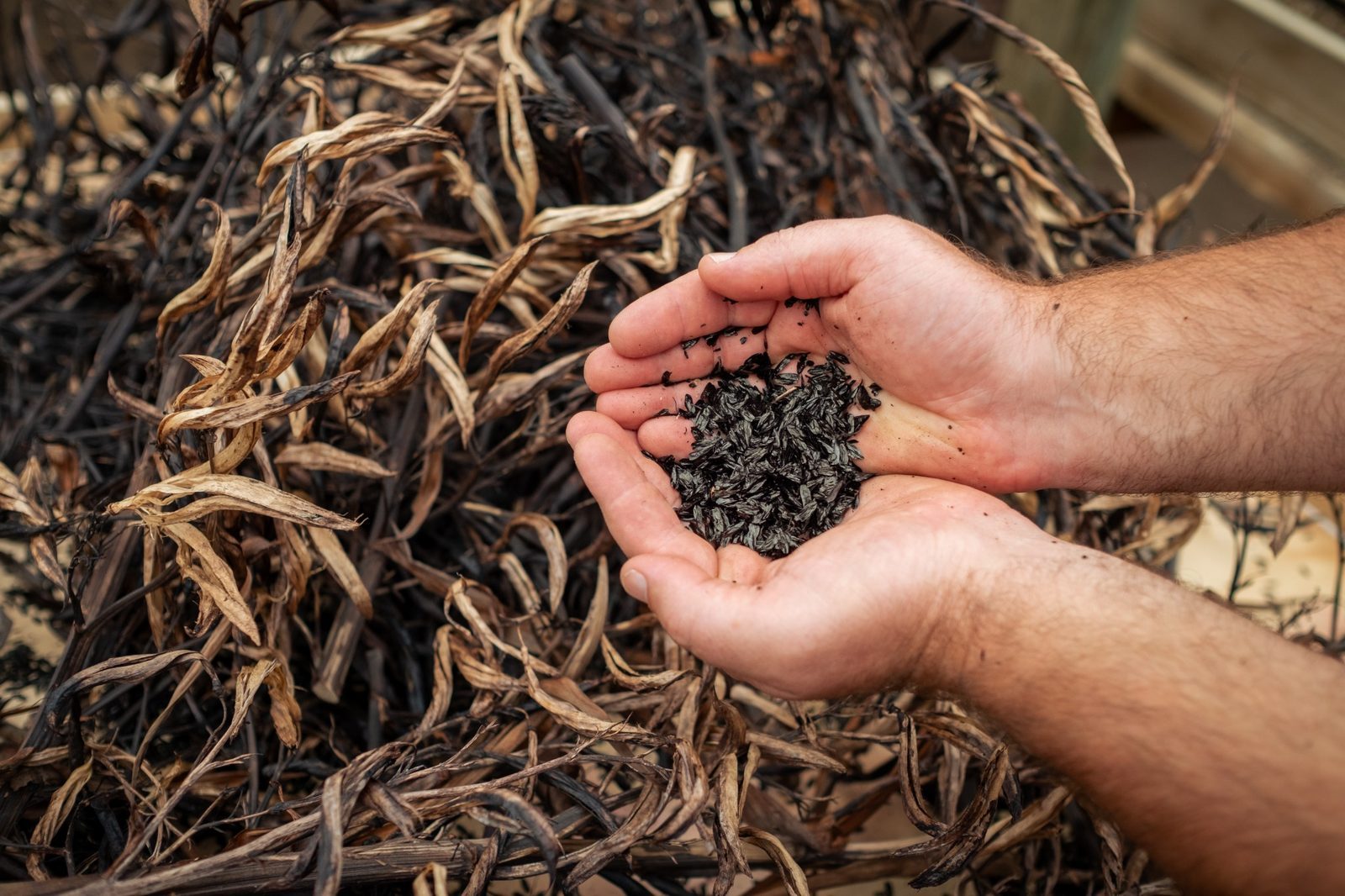 Hands holding harvested native seeds ready for restoration planting